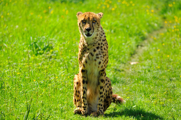 Guépard de face assis  sur son postérieur