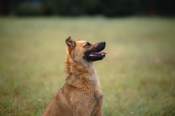 Naklejka premium portrait of a dog