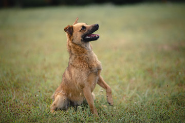 dog on grass