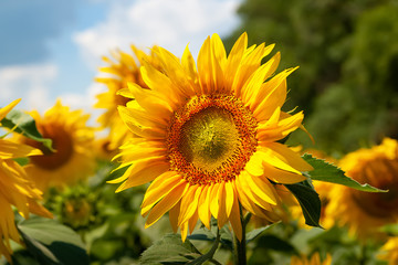 Blooming sunflower. Flowers of yellow sunflower close up.