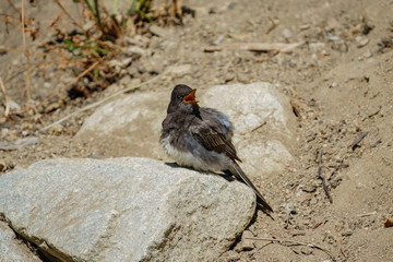 Cut esmall Black phoebe bird sitting on a rock