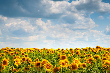 Sunflowers field. Blooming sunflower flowers on a sunflowers field and a blue sky with white clouds background.
