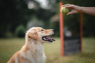 portrait of golden retriever