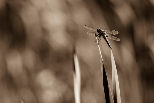 Dragonfly sits on a Reed, Dragonfly in Black and white, Sepia Photo, nice Bokeh, Black and White