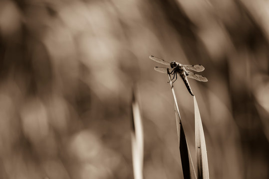Dragonfly sits on a Reed, Dragonfly in Black and white, Sepia Photo, nice Bokeh, Black and White