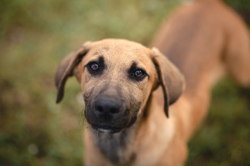 Obraz premium portrait of a dog