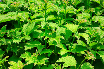 Leaves of green plants