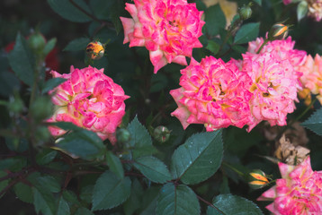 pink flowers in the garden
