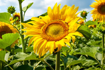 Blooming sunflower. Flowers yellow sunflower facing the sky close-up.