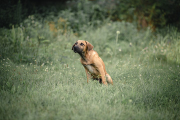 Dog portrait