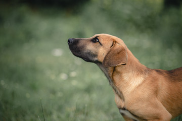 portrait of dog