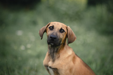 Obraz premium portrait of a dog