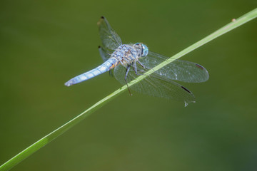Close up shot of a blue dragonfly resting
