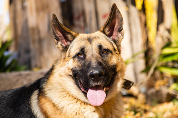 portrait of a dog