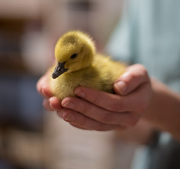 Duckling © Krista
