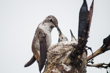 Colibrí alimentando 