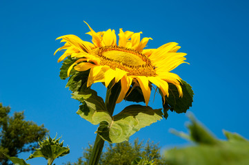 Sunflower flower against the sky. Flower yellow sunflower on the field and blue sky.