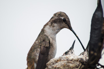 Colibrí alimentando crías