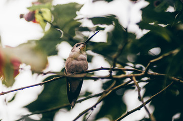 Colibrí sobre ramas de árbol