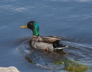 Mallard duck