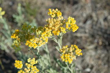 Helichrysum arenarium, dwarf everlast, immortelle yellow flowers