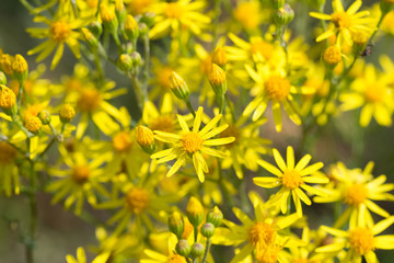Jacobaea vulgaris, ragwort, common ragwort, benweed yellow flowers