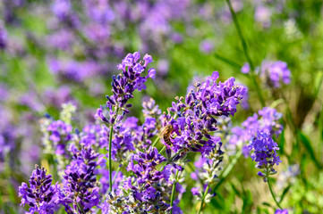Bee (Apis) on lavender (Lavandula angustifolia) at a wild herb meadow.
