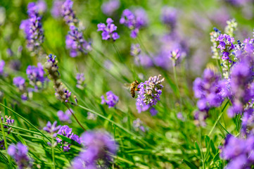 Bee (Apis) on lavender (Lavandula angustifolia) at a wild herb meadow.