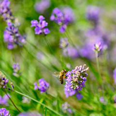 Bee (Apis) on lavender (Lavandula angustifolia) at a wild herb meadow.