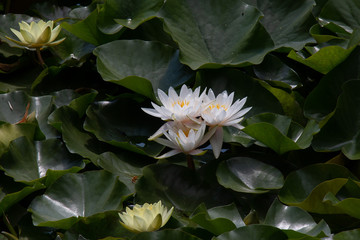  Water lilies bloom on the lake in the park