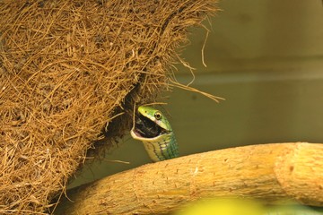 Männliche Raue Grasnatter (Opheodrys aestivus) frisst Mittelmeergrille