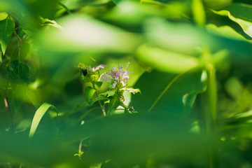 Bee on a pink monarda flower