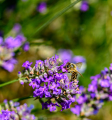 Bee (Apis) on lavender (Lavandula angustifolia) at a wild herb meadow.
