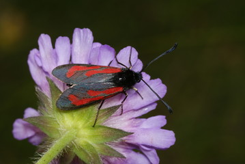 Thymian-Widderchen Zygaena purpuralis (BRÜNNICH, 1763) Lampertstal (Eifel) 28.06.2009 10:53