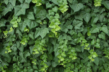 Texture of leafs. Nature composition. Element of design.