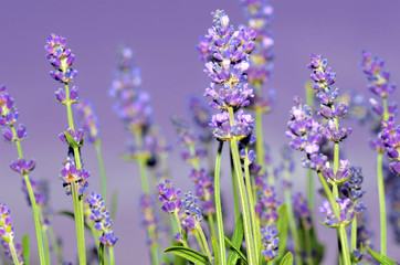 lavandula angustifolia or true lavender 