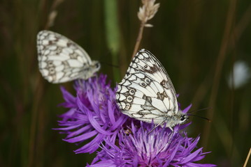 Schachbrett Melanargia galathea (LINNAEUS, 1758) Trupbacher Heide (bei Siegen) 2009:07:05 14:29:39