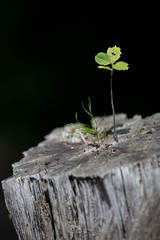 dry trunk with fresh plant