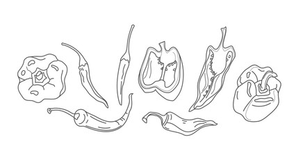 Chilly pepper. Great for label, poster, print isolated on white background.