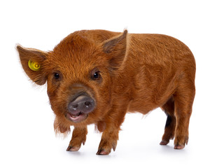 Adorable ginger Kunekune piglet, standing side ways. Looking curious with open mouth towards camera. Isolated on white background.