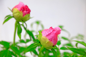 Obraz premium Peony flower in the garden