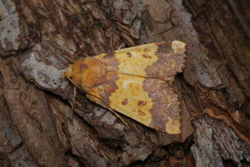 Rotbuchen-Gelbeule Xanthia aurago (DENIS & SCHIFFERMÜLLER, 1775) Opladen 2009:09:29 12:26:23