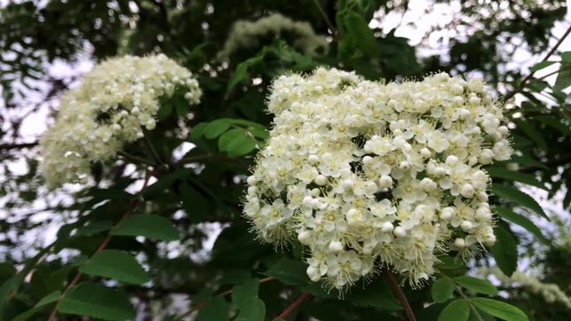 White rowan blossoms on a sunny day in spring.