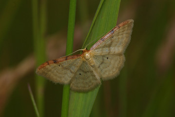 Braunrandiger Zwergspanner Idaea humiliata (HUFNAGEL, 1767) Lampertstal (Eifel) 28.06.2009 11:45