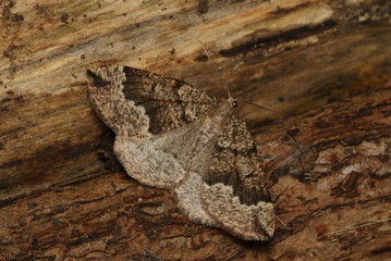 Brauner Nadelwald-Spanner Pungeleria capreolaria (DENIS & SCHIFFERMÜLLER, 1775) Opladen 2009:09:01...