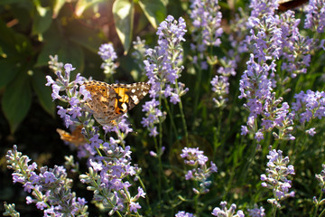 Field butterfly on lavender flowers on a sunny summer day