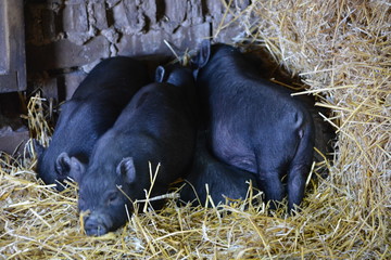 pigs in the straw