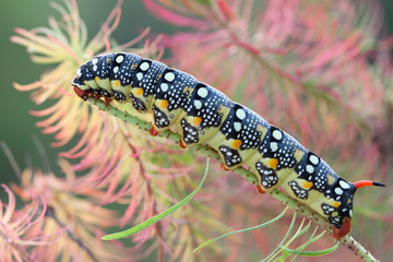Close up view of spurge hawk-moth caterpillar (Hyles euphorbiae) with red horn crawling on grass blade green over green background