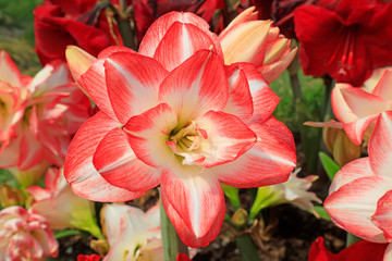 Fototapeta premium Amaryllis flowers in the garden
