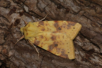 Naklejka premium Bleich-Gelbeule Xanthia icteritia (HUFNAGEL, 1766) Opladen 2009:09:21 19:25:44